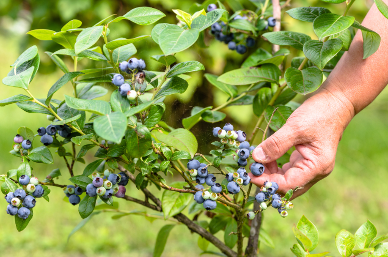 Close up of a hand picking blueberries from a blueberry bush in the Great Lakes region. Fruiter keeps things wholesome by only using real fruit – no dyes or fake flavors!